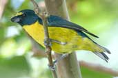 Male Green-chinned Euphonia, Intervales, São Paulo, Brazil, April 2004 - click for larger image