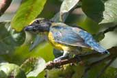 Immature Male Green-chinned Euphonia, Intervales, São Paulo, Brazil, April 2004 - click for larger image