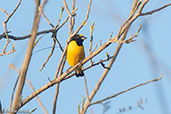 Male Purple-throated Euphonia, Laguna, Rucuricocha, San Martin, Peru, September 2018 - click for larger image