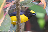 Male Purple-throated Euphonia, Waqanki Lodge, San Martin, Peru, October 2018 - click for larger image