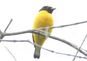 Male Purple-throated Euphonia, Chapada Diamantina, Bahia, Brazil, July 2002 - click for larger image