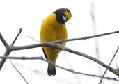 Male Purple-throated Euphonia, Chapada Diamantina, Bahia, Brazil, July 2002 - click for larger image