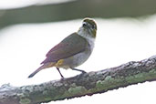 White-lored Euphonia, Sani Lodge, Sucumbios, Ecuador, November 2019 - click for larger image