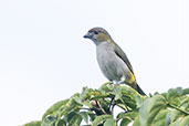 White-lored Euphonia, Sani Lodge, Sucumbios, Ecuador, November 2019 - click for larger image