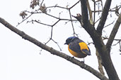 White-lored Euphonia, Baeza, Napo, Ecuador, November 2019 - click for larger image