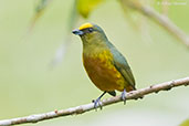 Olive-backed Euphonia, Pico Bonito, Honduras, March 2015 - click on image for a larger view