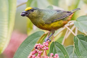 Olive-backed Euphonia, Pico Bonito, Honduras, March 2015 - click on image for a larger view