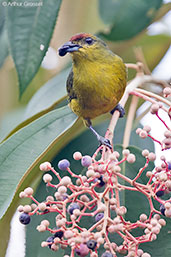 Olive-backed Euphonia, Pico Bonito, Honduras, March 2015 - click on image for a larger view