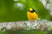 Thick-billed Euphonia, Los Cerritos, Risaralda, Colombia, April 2012 - click for larger image