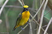 Thick-billed Euphonia, Tarapoto, San Martin, Peru, September 2018 - click for larger image