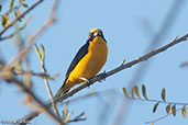 Thick-billed Euphonia, Laguna Rucuricocha, San Martin, Peru, September 2018 - click for larger image