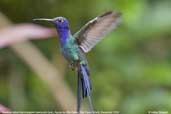 Swallow-tailed  Hummingbird, Aguas de São Pedro, São Paulo, Brazil, December 2006 - click for larger image