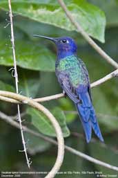 Swallow-tailed  Hummingbird, Aguas de São Pedro, São Paulo, Brazil, December 2006 - click for larger image