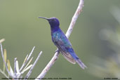 Swallow-tailed  Hummingbird, Porto Seguro, Bahia, Brazil, November 2008 - click for larger image