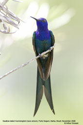 Swallow-tailed  Hummingbird, Porto Seguro, Bahia, Brazil, November 2008 - click for larger image