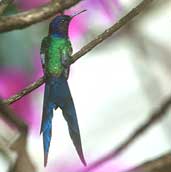 Swallow-tailed 
 
 
 Hummingbird, São Paulo, Brazil, February 2002 - click for larger image