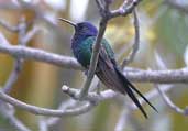 Swallow-tailed  Hummingbird, São Paulo, Brazil, July 2002 - click for larger image