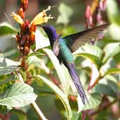 Swallow-tailed  Hummingbird, São Paulo, Brazil, July 2002 - click for larger image