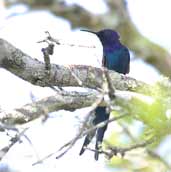 Swallow-tailed Hummingbird, Chapada Diamantina, Bahia, Brazil, July 2002 - click for larger image