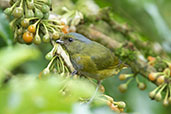 Bronze-green Euphonia, Wildsumaco Lodge, Napo, Ecuador, November 2019 - click for larger image