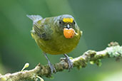 Bronze-green Euphonia, Wildsumaco Lodge, Napo, Ecuador, November 2019 - click for larger image