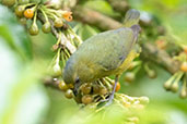 Bronze-green Euphonia, Wildsumaco Lodge, Napo, Ecuador, November 2019 - click for larger image