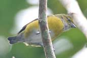 Female White-vented Euphonia, São Gabriel da Cachoeira, Amazonas, Brazil, August 2004 - click for larger image