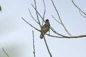 White-vented Euphonia, Guajará-Mirim, Rondônia, Brazil, March 2003 - click for larger image