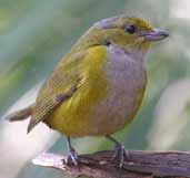 Female Chestnut-bellied Euphonia, Brazil, July 2002 - click for larger image