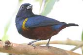 Male Chestnut-bellied Euphonia, Brazil, July 2002 - click for larger image