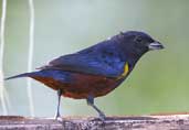 Male Chestnut-bellied Euphonia, Brazil, July 2002 - click for larger image