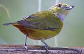 Female Chestnut-bellied Euphonia, Brazil, July 2002 - click for larger image