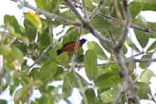 Rufous-bellied Euphonia, near Humaitá, Amazonas, Brazil, March 2003 - click for larger image