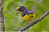 Male  Violaceous Euphonia, Folha Seca, Ubatuba, Brazil, December 2006 - click for larger image