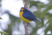 Male  Violaceous Euphonia, Camacã, Bahia, Brazil, November 2008 - click for larger image