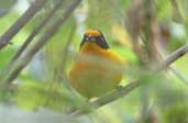 Male Violaceous Euphonia, Perequ&ecirc;, Rio de Janeiro, Brazil, August 2002 - click for larger image