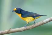 Male  Violaceous Euphonia, Jaqueira, Pernambuco, Brazil, March 2004 - click for larger image
