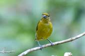 Female  Violaceous Euphonia, Jaqueira, Pernambuco, Brazil, March 2004 - click for larger image