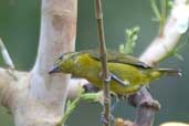 Female  Violaceous Euphonia, Jaqueira, Pernambuco, Brazil, March 2004 - click for larger image