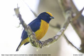 Male Orange-bellied Euphonia, Camacã, Bahia, Brazil, November 2008 - click for larger image