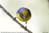 Male Orange-bellied Euphonia, Camacã, Bahia, Brazil, November 2008 - click for larger image