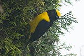 Male Orange-bellied Euphonia, Otún-Quimbaya, Risaralda, Colombia, April 2012 - click for larger image