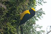 Male Orange-bellied Euphonia, Otún-Quimbaya, Risaralda, Colombia, April 2012 - click for larger image