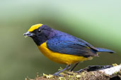 Orange-bellied Euphonia, Amagusa Reserve, Pichincha, Ecuador, November 2019 - click for larger image