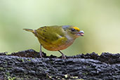 Orange-bellied Euphonia, Amagusa Reserve, Pichincha, Ecuador, November 2019 - click for larger image