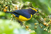 Orange-bellied Euphonia, Wildsumaco Lodge, Napo, Ecuador, November 2019 - click for larger image