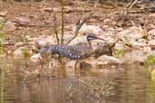 Sunbittern, Carajás, Pará, Brazil, October 2005 - click for larger image