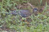 Sunbittern, Pantanal, Mato Grosso, Brazil, December 2006 - click for larger image