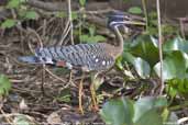 Sunbittern, Pantanal, Mato Grosso, Brazil, December 2006 - click for larger image