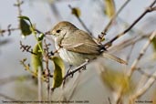 Tawny-crowned Pygmy-tyrant, Mucugê, Bahia, Brazil, October 2008 - click for larger image